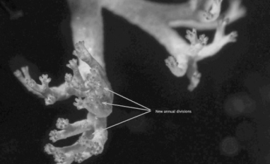 Transplanted lichen with new branches