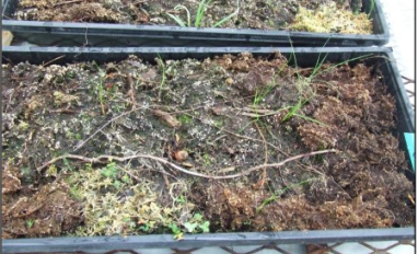 Vegetation emergence from live peat