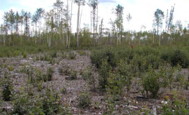 Contrast in natural tree regrowth between shallowly (right) and deeply (left) applied mulched woody debris