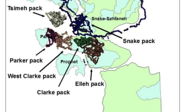 GPS locations from 15 wolves distributed among seven packs in northeast British Columbia
