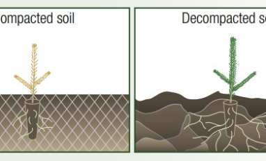 Diagram of compacted vs. decompacted soil