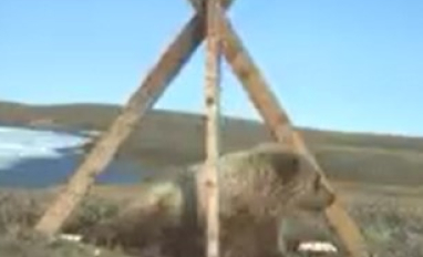 Grizzly bear captured on camera