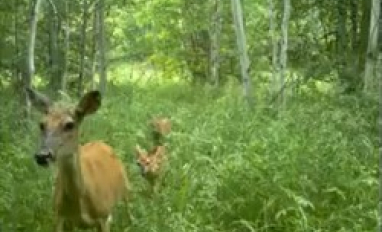 Camera trap deer