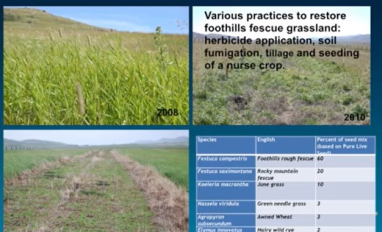 Woosaree - foothills fescue reclamation