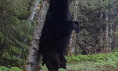 Bear tree rubbing