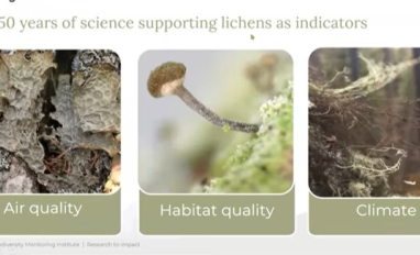 ABMI lichens webinar