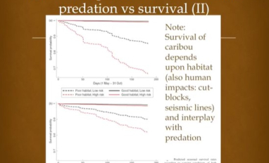 Caribou survival factors