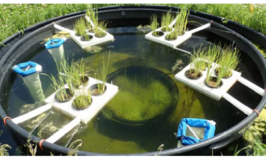 Aquatic Mesocosm