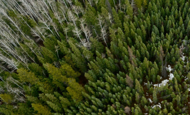 Aerial view of forest