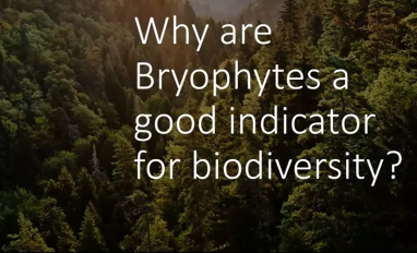 Bryophytes as biodiversity indicators