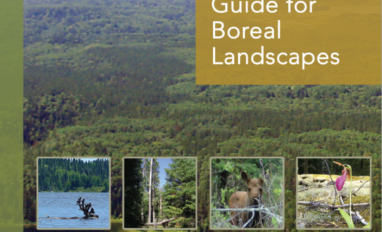 A report cover image showing a vast boreal landscape with four inset images highlighting a caribou, trees, a moose calf and a forest flower.