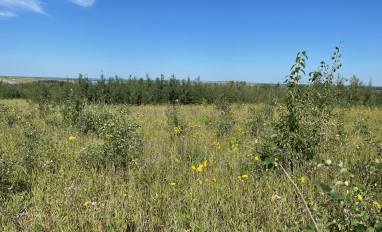 Year 5 native vegetation establishment