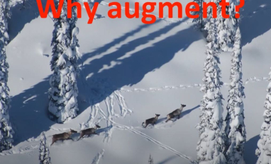 carib augment prev.JPG 