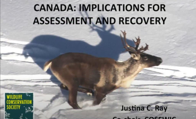 carib desig ray preview_0.JPG