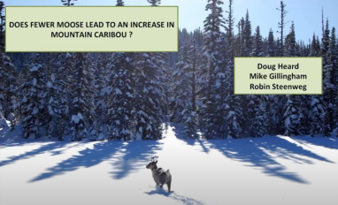 carib moose prev.JPG 