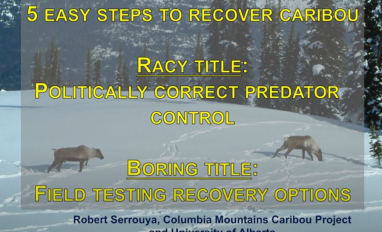 carib recov prev.JPG