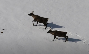 caribou consglobe preview.JPG