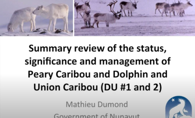 caribpearydolp dumond preview_0.JPG