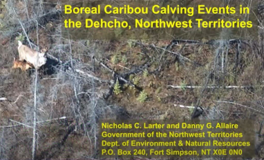 carib calves prev.JPG 