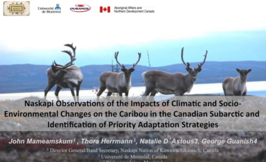 mameamskum carib preview