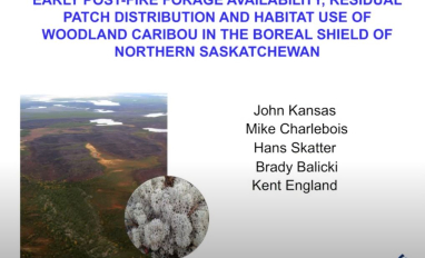 post-fire carib prev.JPG