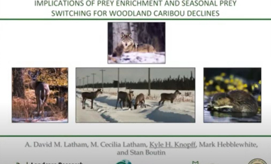 prey switch carib prev.JPG