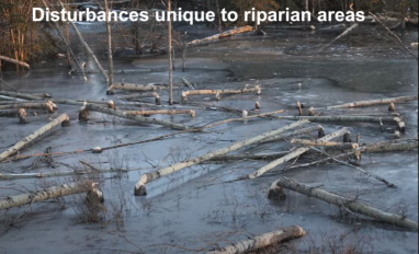 ripwater disturbance.JPG 