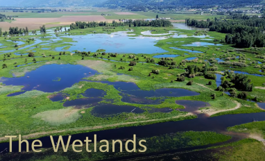 The Wetlands