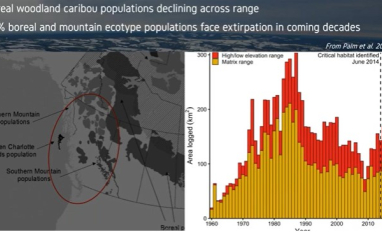 Boreal caribou decline