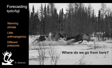 Climate change and caribou habitat