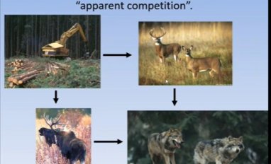Forestry effects on wildlife competition