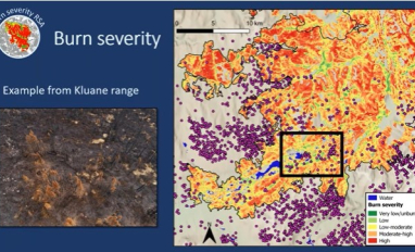 Kluane fire severity