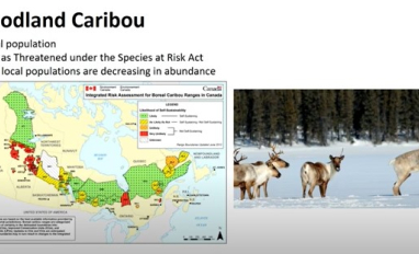 Linear restoration for caribou