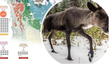 Mountain caribou numbers