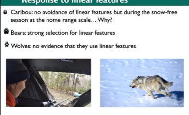 Predator and prey response to linear features