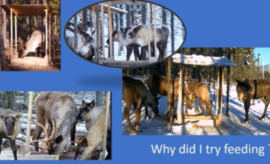 Supplemental feeding of caribou
