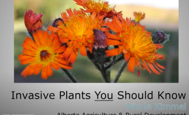 kimmel invasive plants