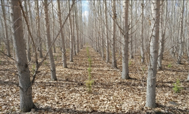 Afforestation plantation