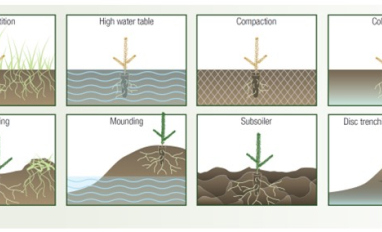silvicultural methods