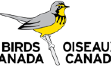 Birds Canada Logo