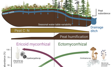 Peat loss collocates with a threshold in plant–mycorrhizal associations in drained peatlands encroached by trees