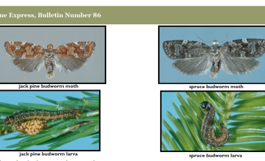 The jack pine budworm and spruce budworm moth