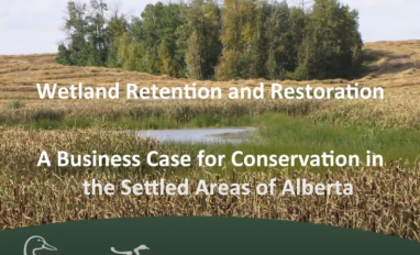 Pattison wetland retention