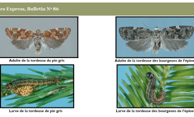 The jack pine budworm and spruce budworm moth