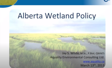 White wetland policy