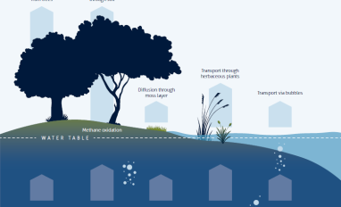 Wetlands and Methane