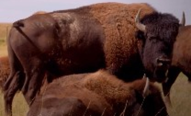 Blood Tribe Buffalo Restoration Project