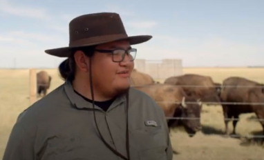 Blood Tribe Buffalo Restoration Project
