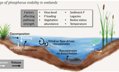 Phosphorous cycling
