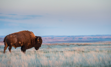 Bison by Jillian Cooper